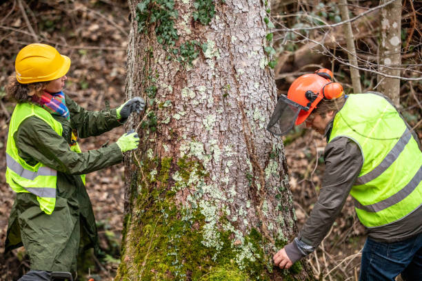 Professional Tree Care in Philadelphia, MS